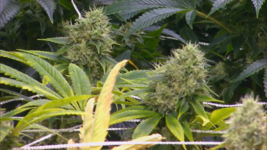 Click to play video: 'More British Columbia residents using cannabis products: survey'