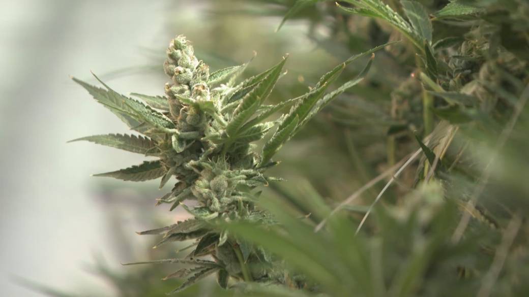 Click to play video: 'Debunking myths around medicinal marijuana'