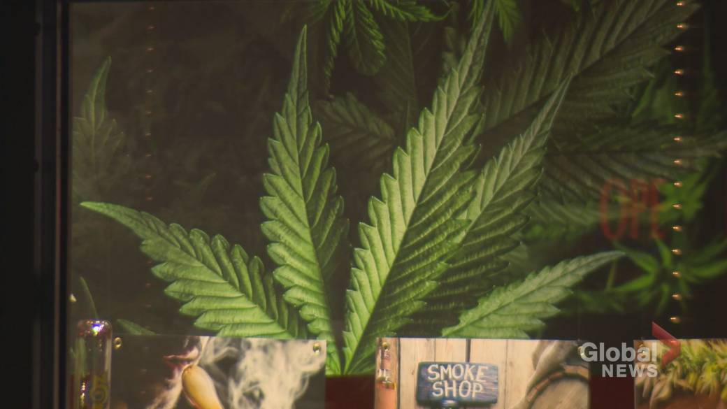 Click to play video: '2 Toronto city councillors push for pause on retail cannabis licenses'