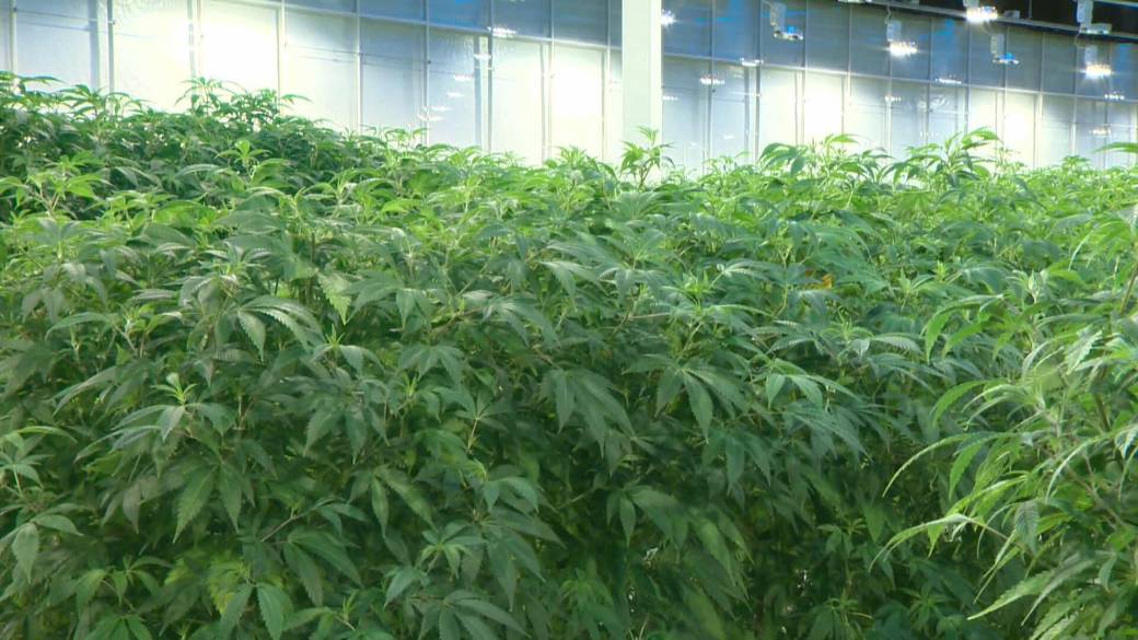 Click to play video: 'Aurora Cannabis downsizing part of ‘right-sizing’ industry: analyst'