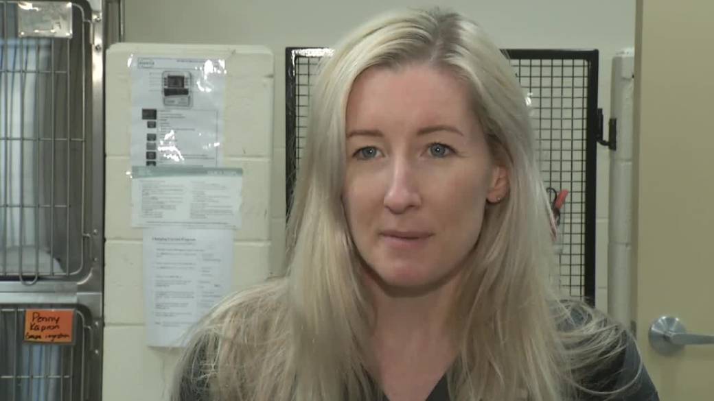 Click to play video: 'Veterinarians seeing more cases of dogs eating pot'