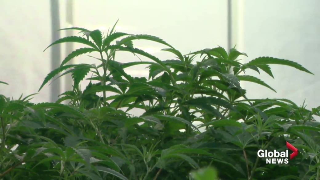 Click to play video: 'Cannabis cutbacks in Alberta: Where the industry stands after two years of legalization'