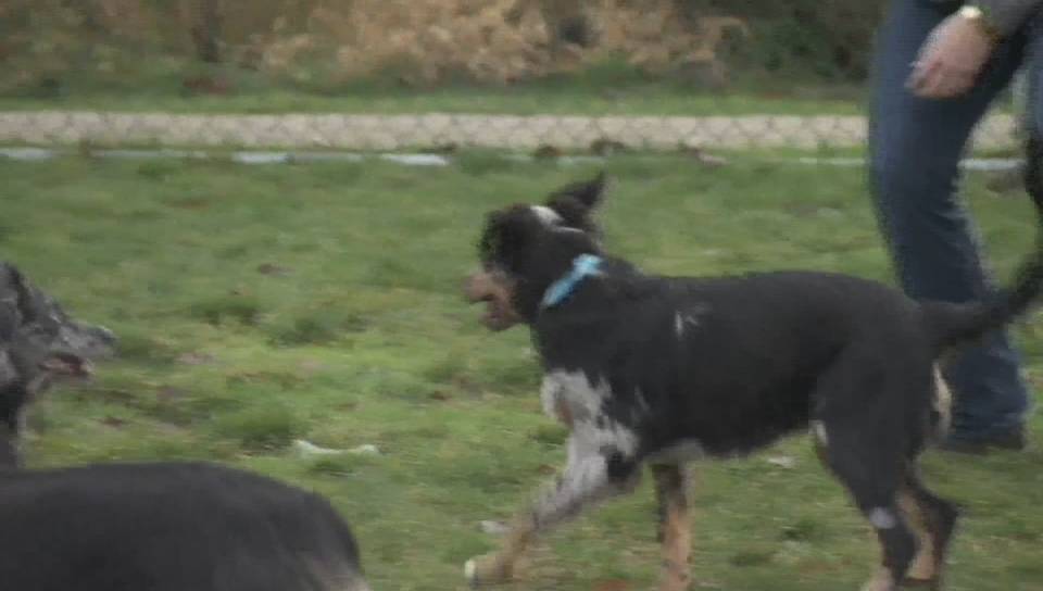 Click to play video: 'Puppy collapses after ingesting THC on morning walk'
